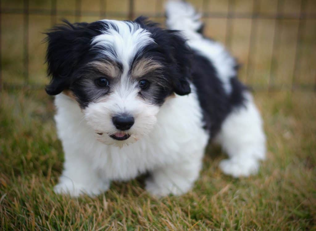 shichon teddy bear dog