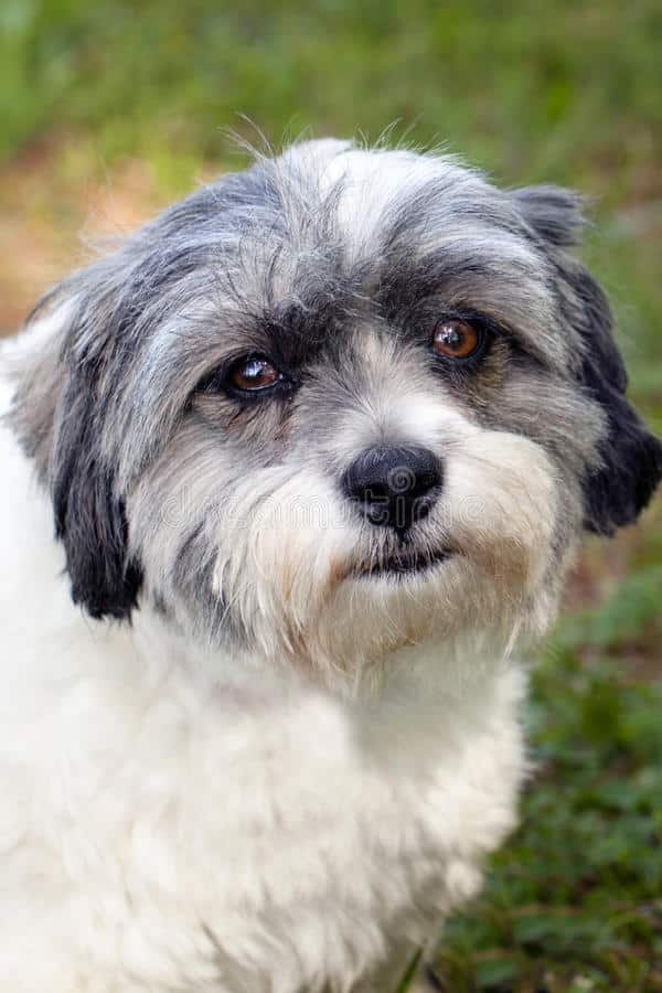 Jack Tzu A Jack Russell Terrier Shih Tzu Mixed Breed Guide