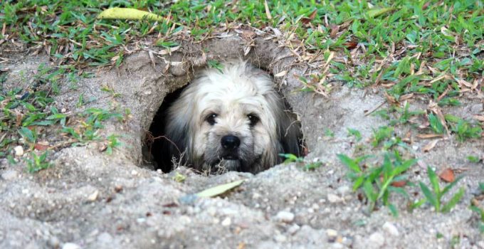 Are Hammerhead Worms Harmful to Dogs?