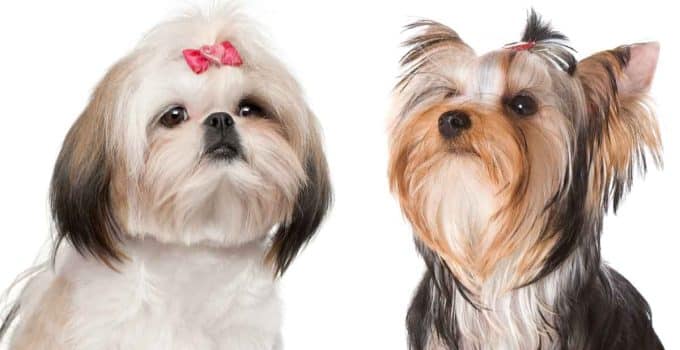 Yorkie vs Shih Tzu: The Adorable Showdown of Tiny Titans