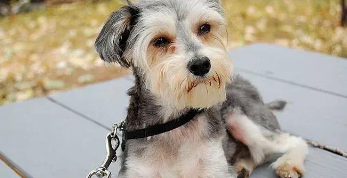 Snorkie: The Ultimate Guide to Your New Furry Best Friend