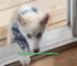 Colorado Sanctuary Hears About A Paralyzed Puppy Found In A Ditch And Gives Her The Dream She Always Wanted