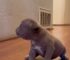 Feisty California Puppy With A Cleft Lip Faces An Uncertain Future Before One Family Takes Notice