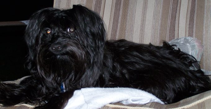 The Scorkie Scoop: Unleashing the Joy of Owning This Designer Dog