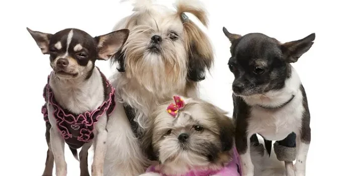 20 of the Cutest Small Dog Breeds: A Guide to Tiny Companions