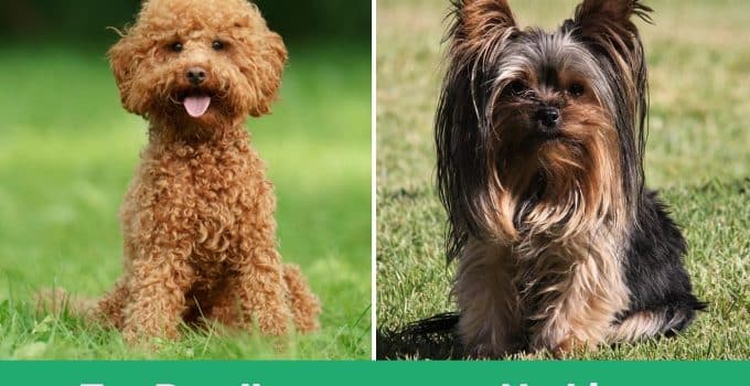 Toy Poodle vs Yorkie: A Furry Faceoff