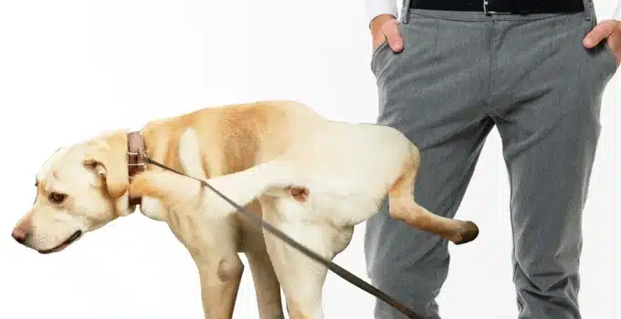 Why Did My Dog Pee on Me? A Puddle of Problems Unleashed!