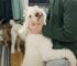 Missouri Poodle Saved From Breeding Life Shows Her Gratitude In The Sweetest Way