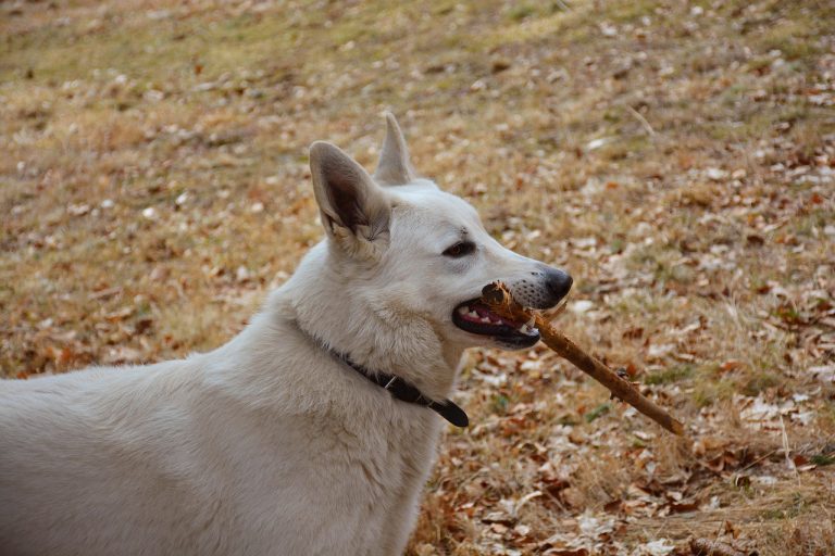 How to Prevent Dog Biting Through Effective Training Methods