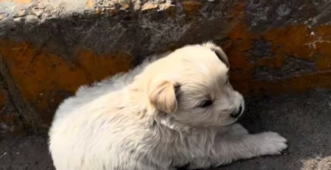 Driver Noticed A Sweet Puppy Trying To Hide From The Heat So He Stopped To Help