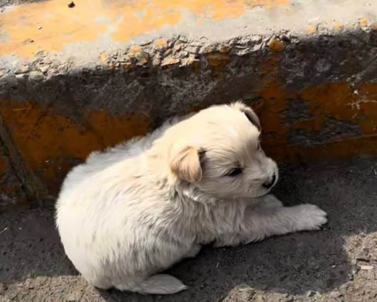 white-fluffy-puppy