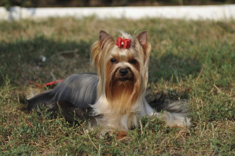 why do yorkies stink?