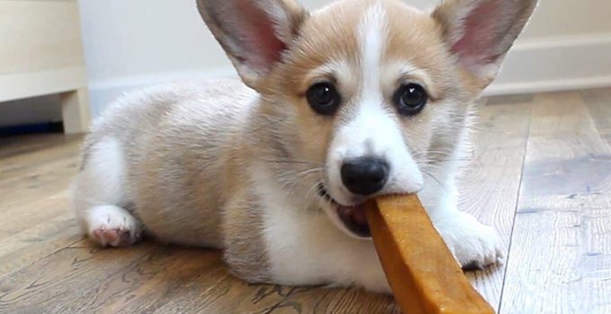 Are Yak Chews Safe For Dogs?