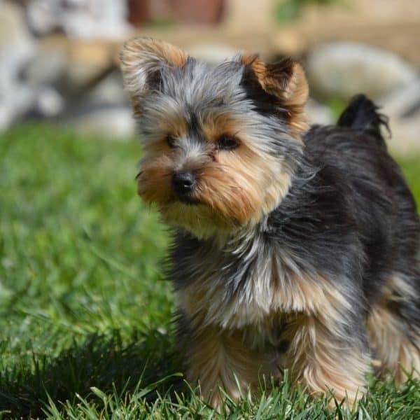 yorkie pinscher mix