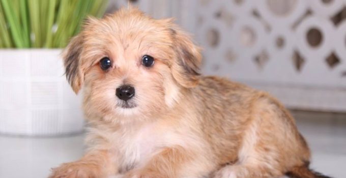 Why the Yorkie-Ton Could Be Your Perfect Pet: Insights and Advice