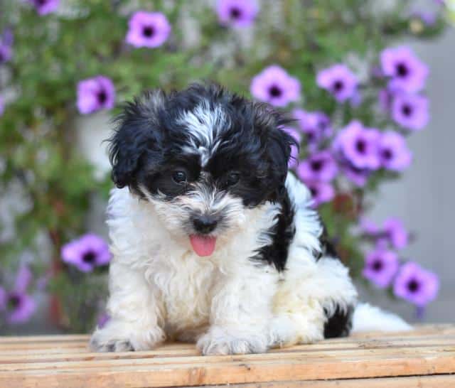 shichon black and white